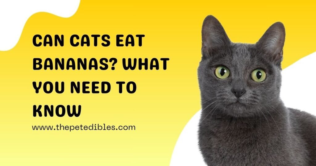 Can Cats Eat Bananas?