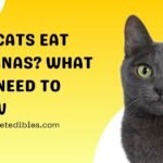 Can Cats Eat Bananas?