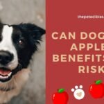 Can Dogs Eat Apples