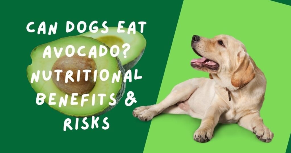 Can Dogs Eat Avocado