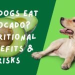 Can Dogs Eat Avocado