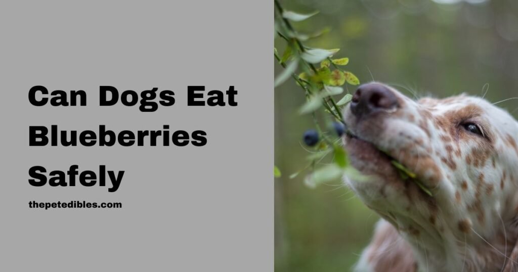 Can Dogs Eat Blueberries