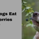 Can Dogs Eat Blueberries