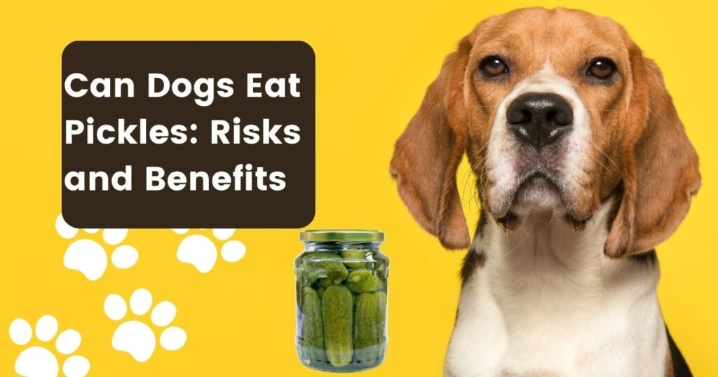 Can Dogs Eat Pickles