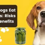 Can Dogs Eat Pickles