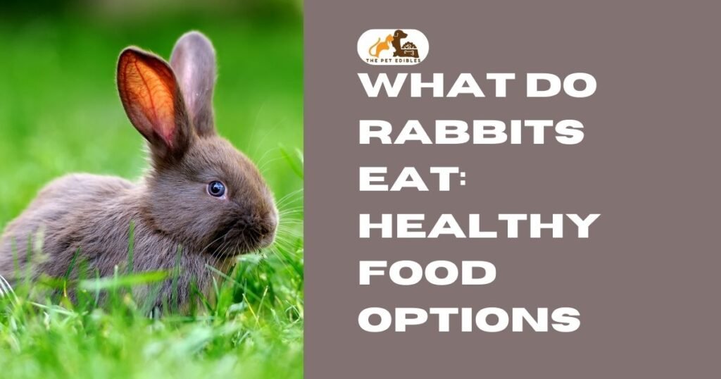 What Do Rabbits Eat?