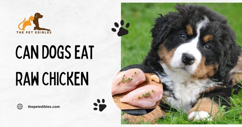 can dogs eat raw chicken