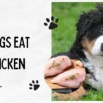 can dogs eat raw chicken