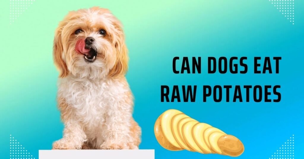 can dogs eat raw potatoes