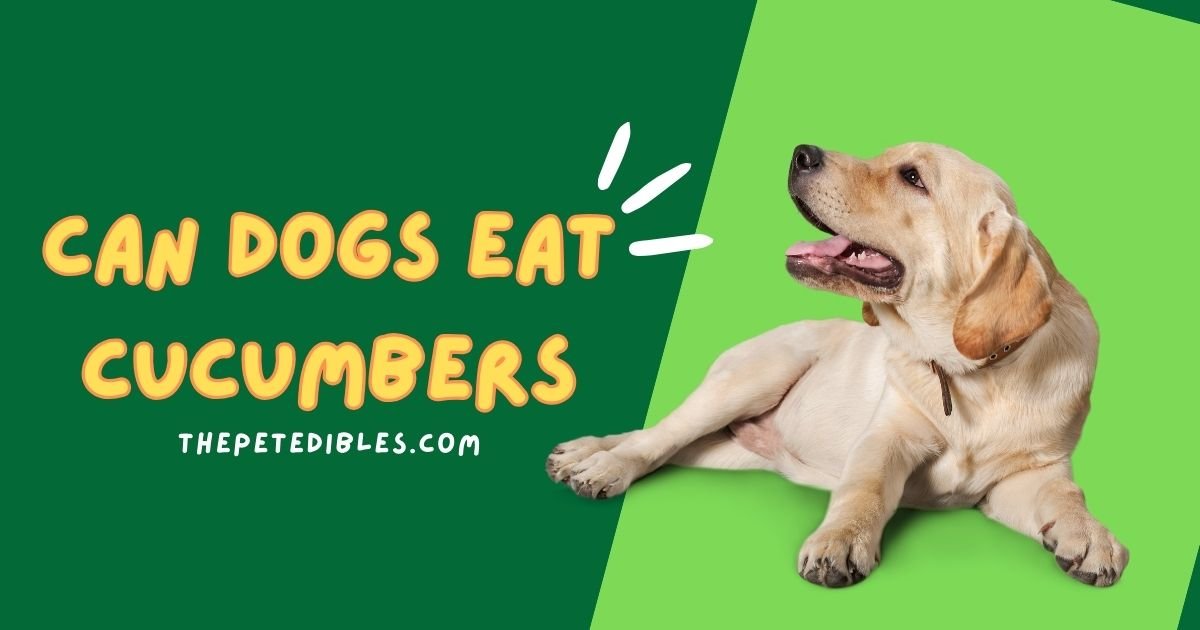 Can dogs eat cucumbers?