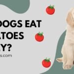 Can Dogs Eat Tomatoes