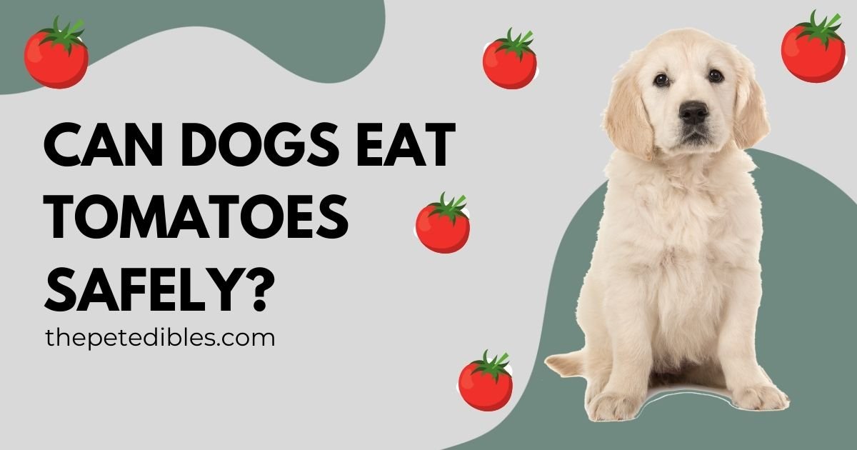 Can Dogs Eat Tomatoes