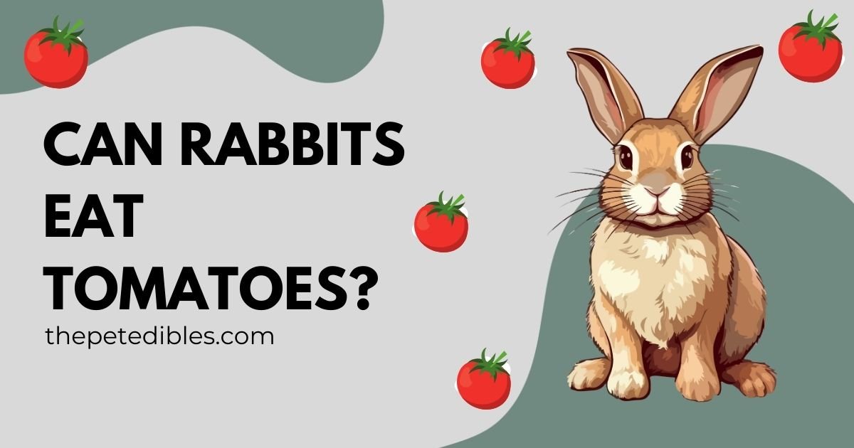 can rabbits eat tomatoes