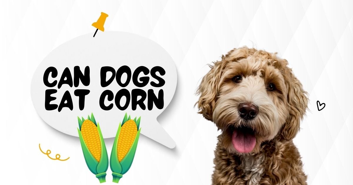 can dogs eat corn?