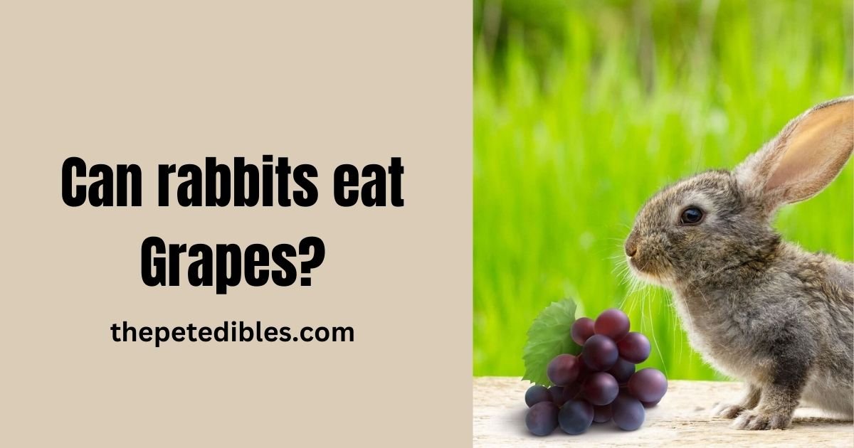 Can Rabbits Eat Grapes?