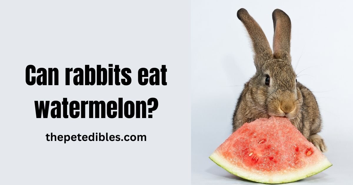 can rabbits eat watermelon?